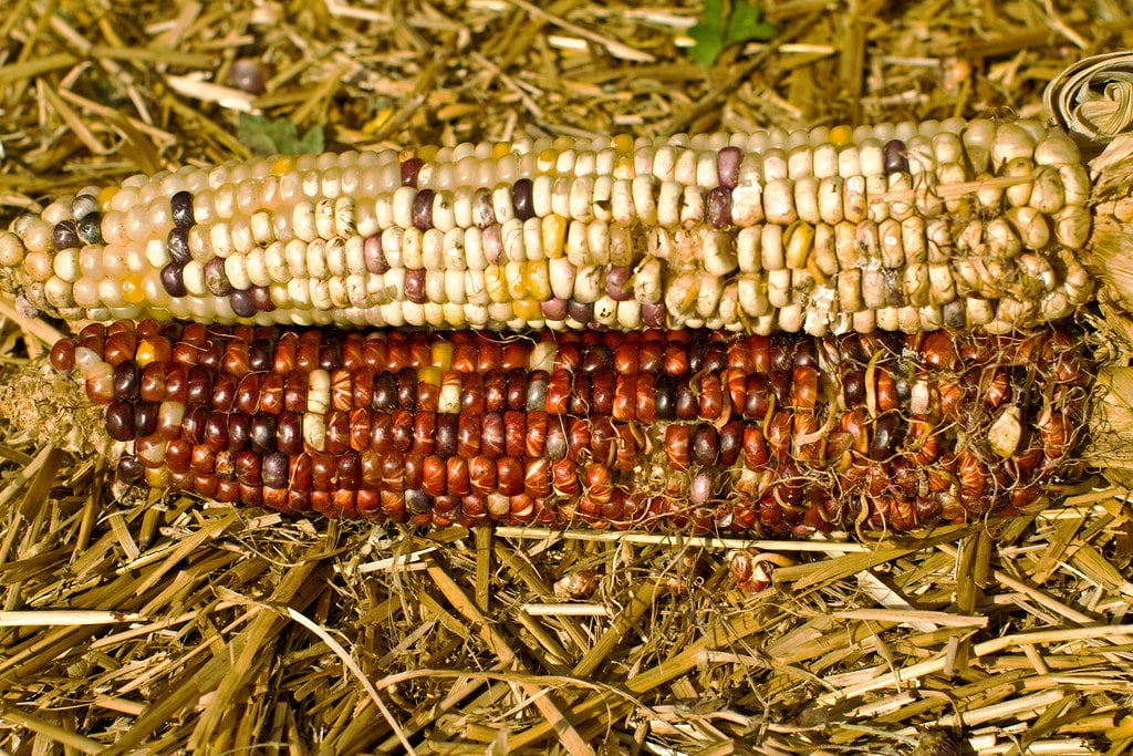 Photo of corn cobs
