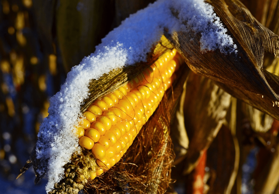 Corn cob covered in snow