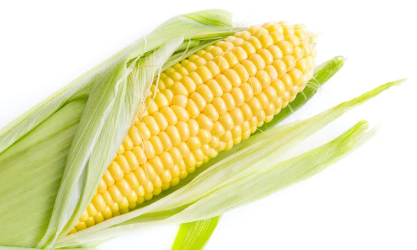 Photo of fresh corn cob