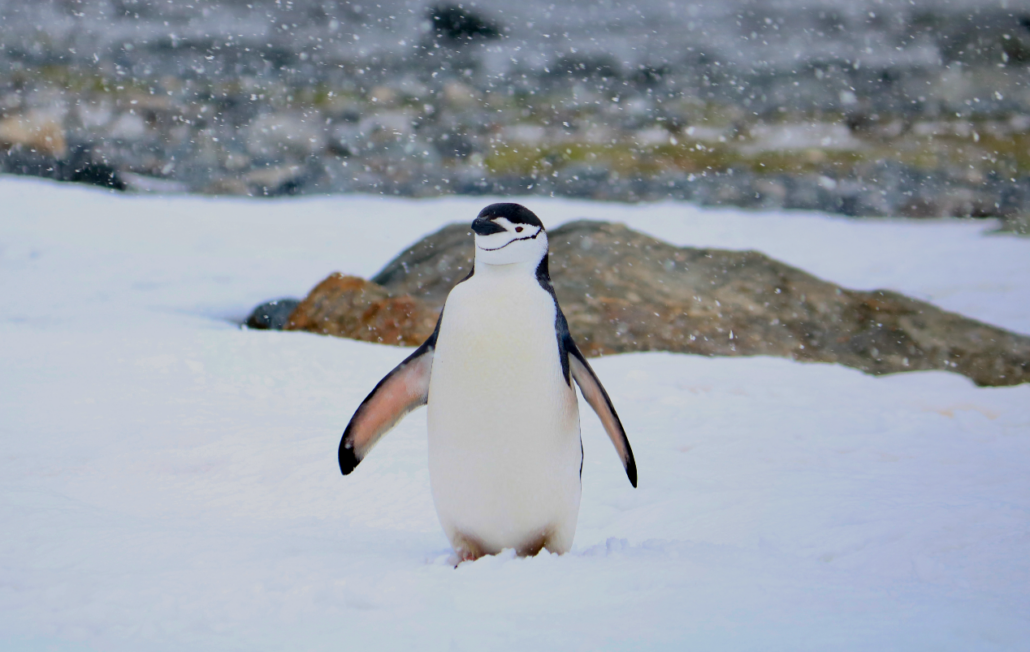 Photo of penguin standing in snow