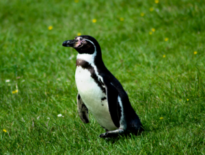 Photo of penguin standing on grass